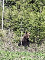 Медведи совсем рядом с Мирным! Будьте осторожны!