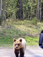Медведи совсем рядом с Мирным! Будьте осторожны!